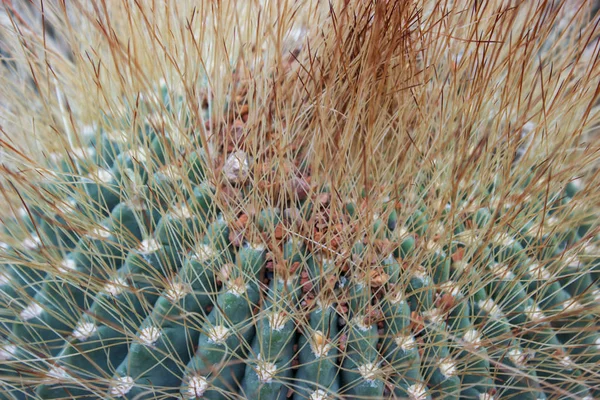 Cactus aylostera felly i sohsisia forma — стоковое фото