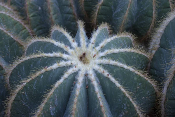 Detail of big echinocactus grusonii — Stock Photo, Image