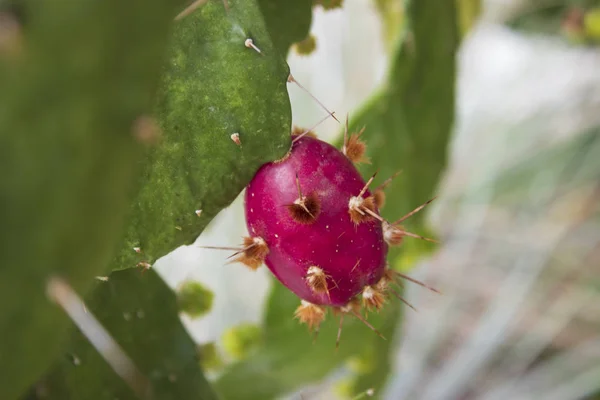 Macro détail de gros opuntia rouge — Photo