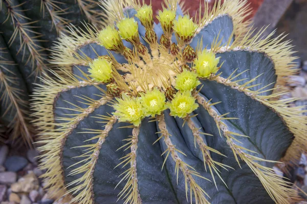 Detalhe do grande barril azul ferocactus glaucescens — Fotografia de Stock