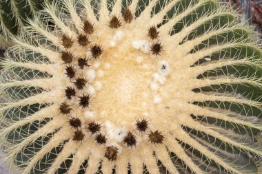 Çiçekli büyük echinocactus grusonii detayı