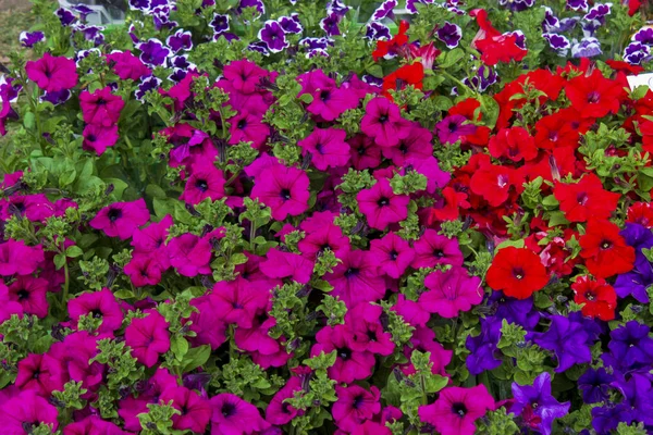 Background composed blue red pink violet petunia — Stock Photo, Image