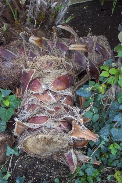 Abgeschnittener Stamm einer Palme im Garten — Stockfoto