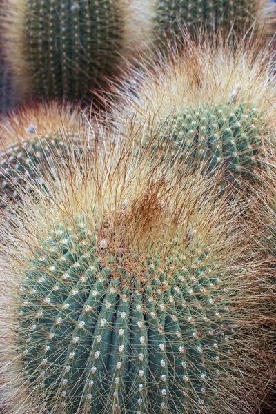 Grandes cactos aylostera steinmanni — Fotografia de Stock