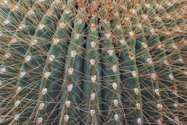 Cactus aylostera steinmanni soehrensia formosa — Stock Photo, Image