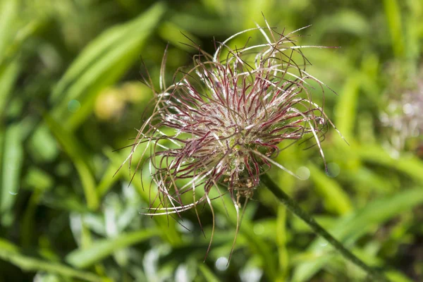 Detail of pasque flower after flowering dew drops