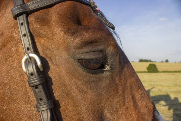Horse and detail of his eye — Stock Photo, Image