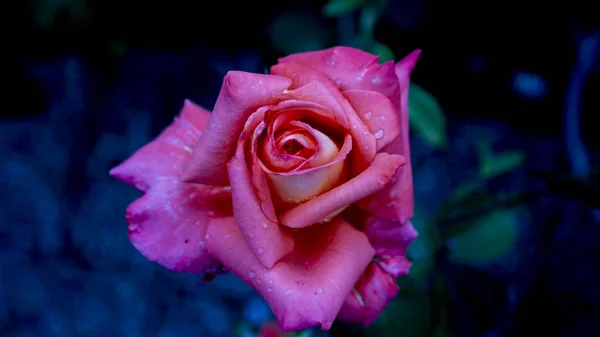 Роза с каплями росы в голубом цвете — стоковое фото