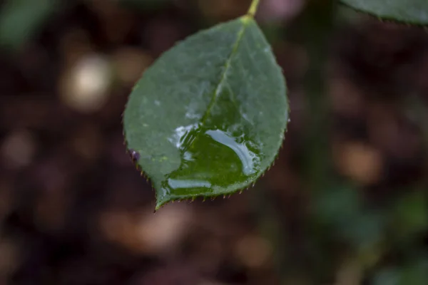 Zielony liść z kroplami deszczu — Zdjęcie stockowe