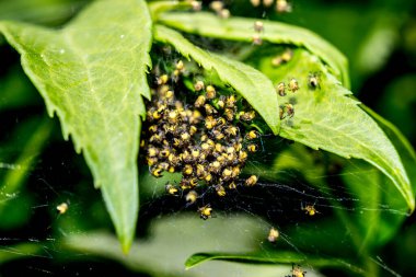Küçük sarı bahçeli Makro örümcek yuvası araneus diadematus ormandaki yaprakların üzerinde