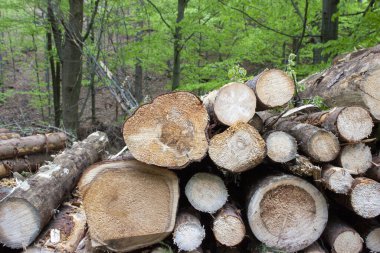 Ormanda ağaç kütükleri üst üste istiflenmiş..