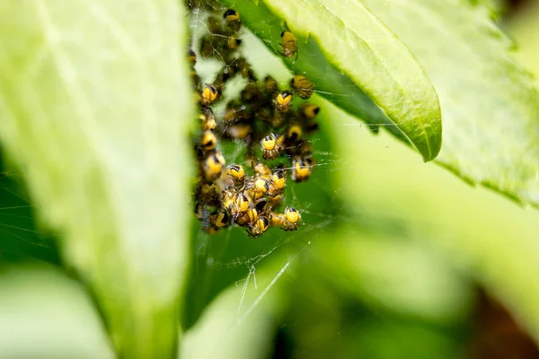 Μακρο Της Φωλιάς Αράχνης Μικρές Κίτρινες Αράχνες Κήπου Araneus Diadematus — Φωτογραφία Αρχείου