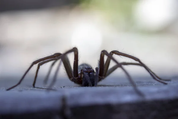 Detalhe Aranha Casa Gigante Eratigena Artica Fundo Bokeh Madeira Fotografia De Stock