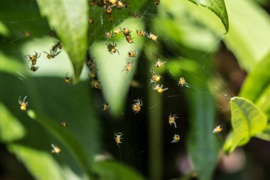 Küçük sarı bahçeli Makro örümcek yuvası araneus diadematus ormandaki yaprakların üzerinde