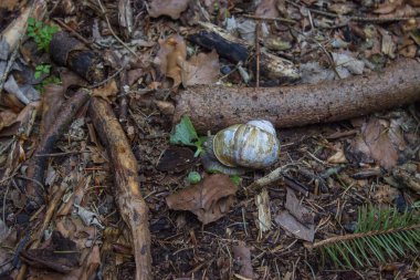 Ormandaki doğal ortamındaki salyangoz vahşi yaprakların arasında.