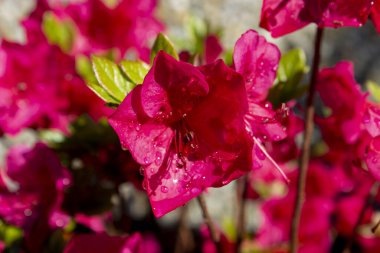 Macro detayı kırmızı açelya japonica ve bahçeye çiy damlaları.