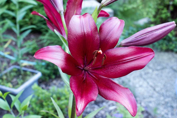 Lírio Vermelho Escuro Real Lírio Reis Jardim — Fotografia de Stock