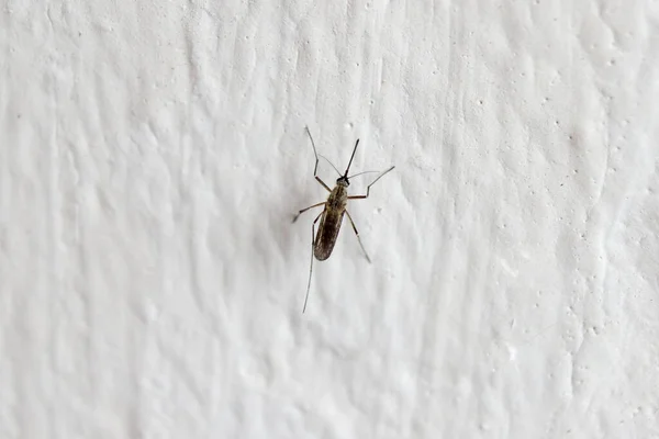 Detalle Mosquito Pared Casa — Foto de Stock
