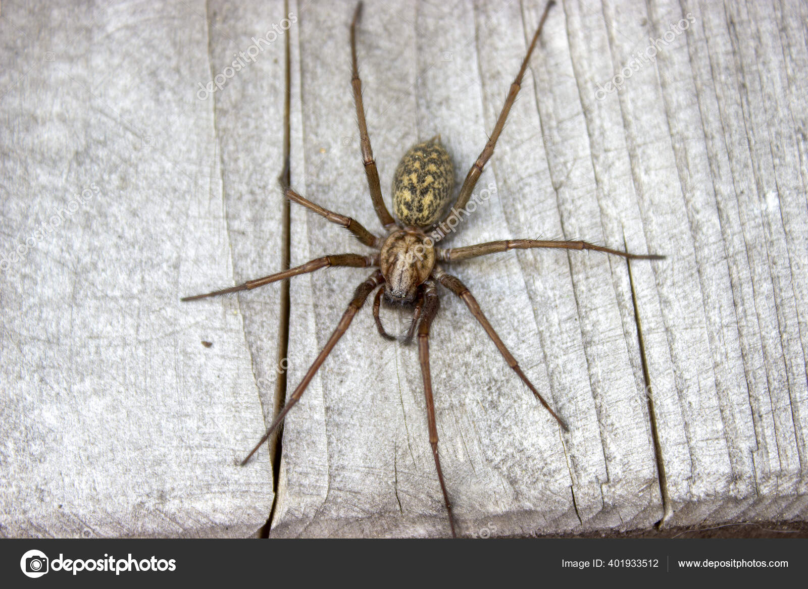 Giant House Spider