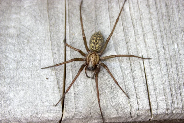 Detalle Casa Gigante Araña Eratigena Artica Madera Vista Plana — Foto de Stock