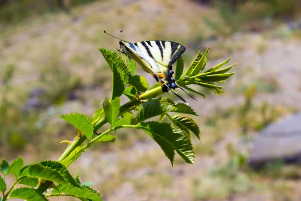 Beautiful swallowtail yellow butterfly. Papilio hospiton, corsican swallowtail flying isolated in the wild.