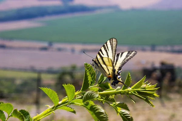 Beautiful Swallowtail Yellow Butterfly Papilio Hospiton Corsican Swallowtail Flying Isolated — Stock Photo, Image