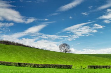 Eğimli bir ağacın altında mavi bir gökyüzü parçalı bulutlu alanıyla
