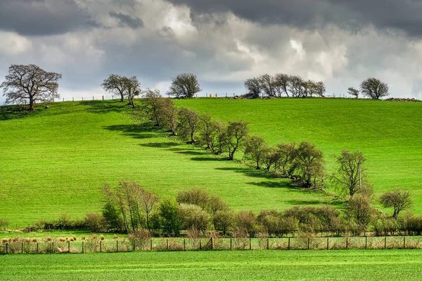 Zig zag pattern of trees on a sloping field. — Stock Photo, Image