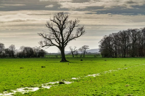 A bare tree in a partially flooded field. — Stock Photo, Image