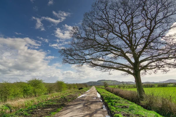 Un albero nudo al fianco di una lunga e diritta strada di campagna . — Foto Stock