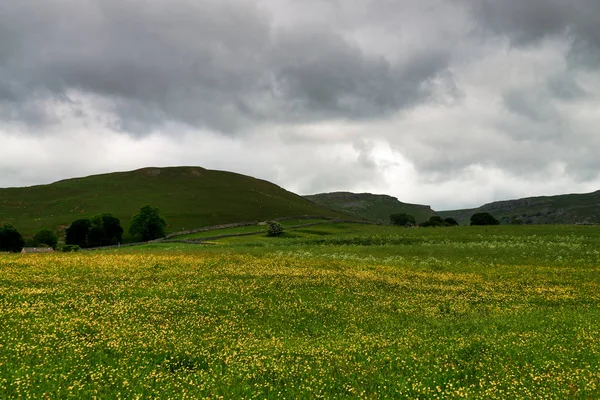 Yellow spring flowers under a cloudy sky in the Yorkshire Dales. — Stock Photo, Image