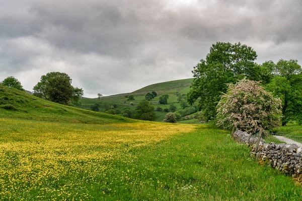 A yellow flower filled meadow in the Yorkshire Dales. — Stock Photo, Image