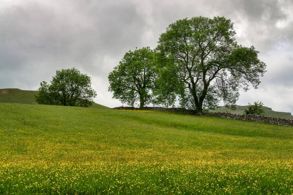 Una fila de árboles en un prado inglés lleno de flores . —  Fotos de Stock