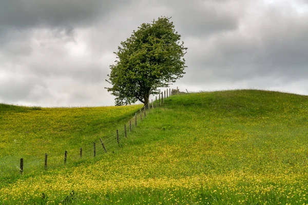 Un albero solitario accanto a una recinzione in un prato fiorito . — Foto Stock