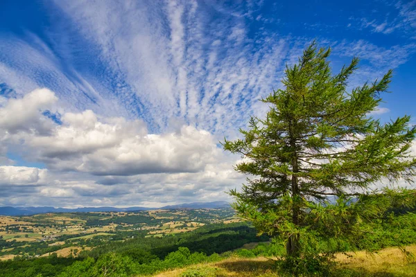 Un pequeño árbol de coníferas con vistas al valle de Lyth y al distante distrito de los lagos . —  Fotos de Stock