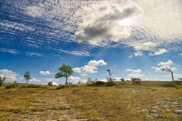 En torr svenska landskap efter en lång period utan regn. — Stockfoto