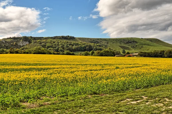 Een veld van mosterdzaad gewas in East Sussex. — Stockfoto