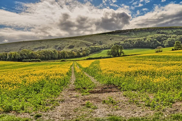 Un campo de cultivo de semillas de mostaza en East Sussex con una pista de granja . —  Fotos de Stock