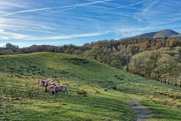 A small flock of sheep grazing in Little Langdale. — Stock Photo, Image
