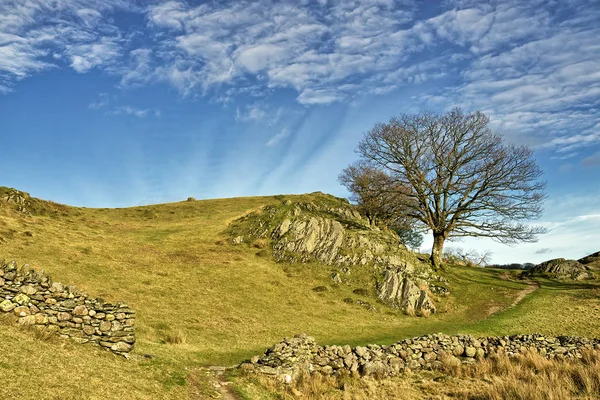 En stenig kulle och ensamstående träd i Little Langdale. — Stockfoto