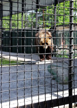 Hayvanat bahçesindeki ayı görüntüsü