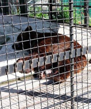 Hayvanat bahçesindeki ayı görüntüsü