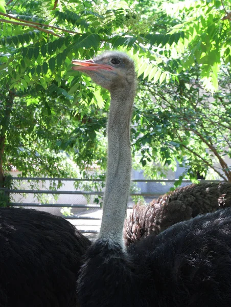 Portrait Ostrich Zoo — Stock Photo, Image