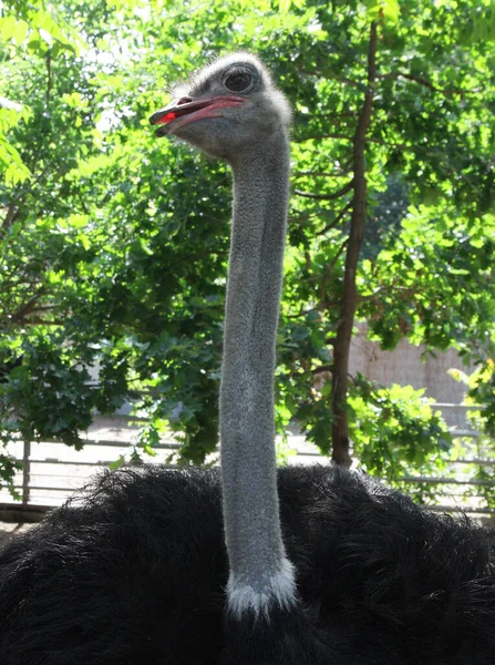 Portrait Ostrich Zoo — Stock Photo, Image