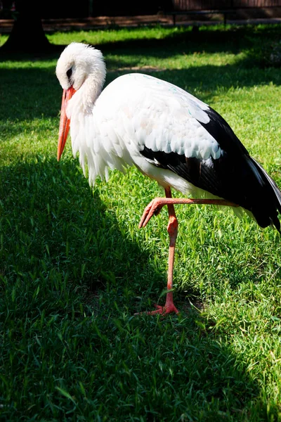 Ung Stork Gräs — Stockfoto