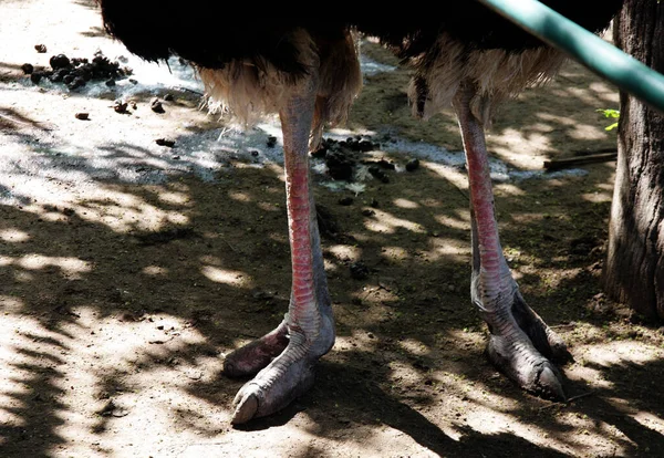 Ostriches Legs Ground — Stock Photo, Image