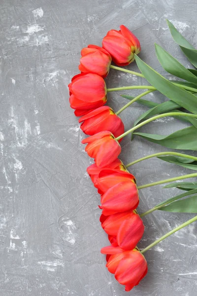 Червоні Тюльпани Сірому Фоні — стокове фото