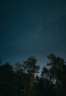 koyu ahşap arkasında yıldızlı gece gökyüzü. gece gökyüzünde yıldızlar