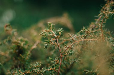 ukrayna bahar. ardıç taze yeşil dalları. yeşil arka plan. toprak gün