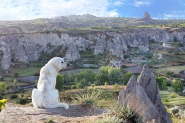 Beyaz köpek oturur ve Kapadokya'nın dağ manzarası sabahın erken saatlerinde inceliyor